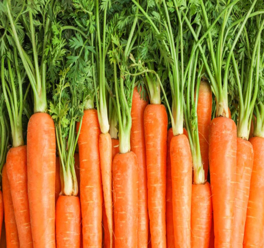 Variety Carrot: Ganesha