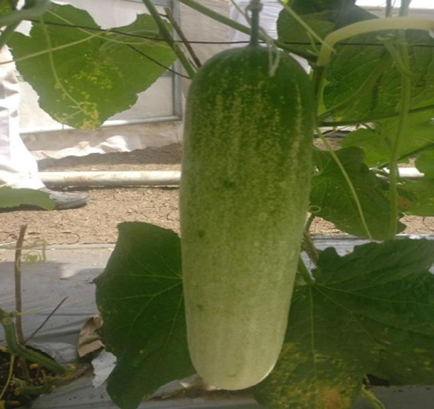 Variety Cucumber: HY. Salini