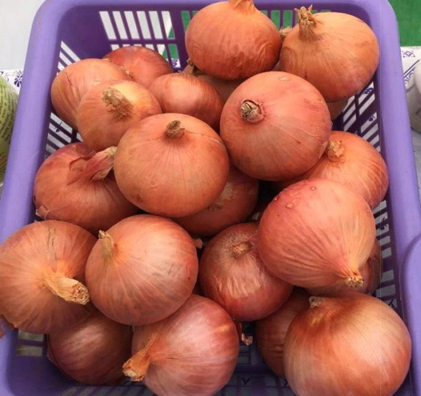 Variety Onion: Pune Fursungi