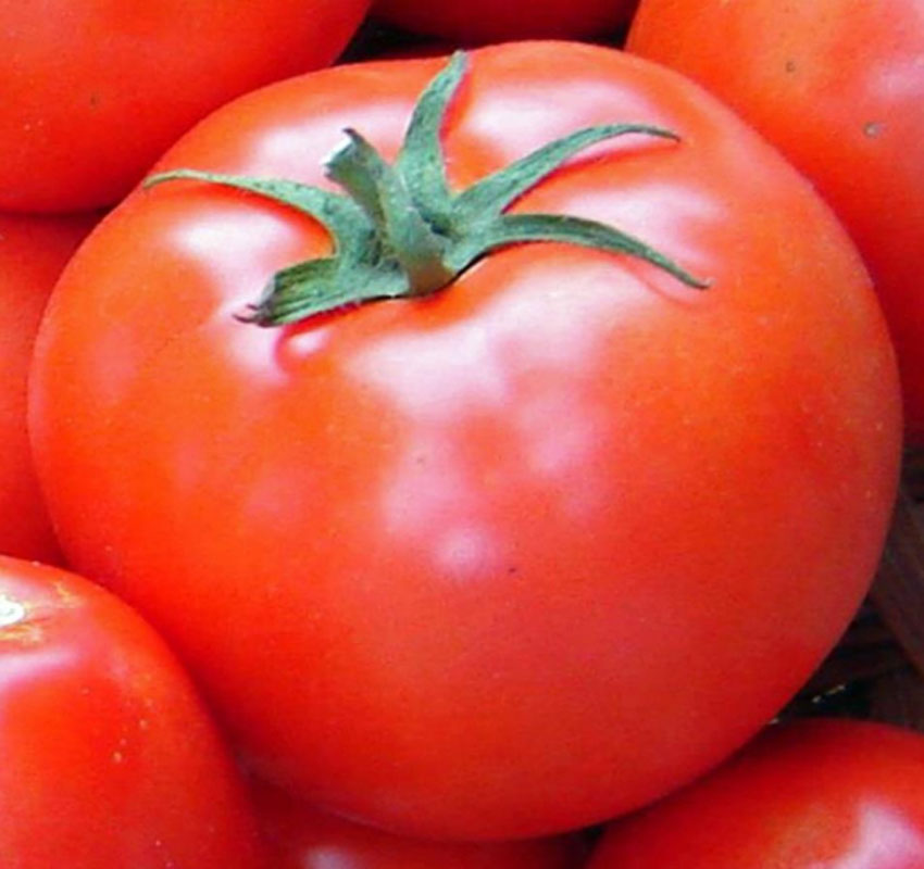 Variety Tomato: HYATAL