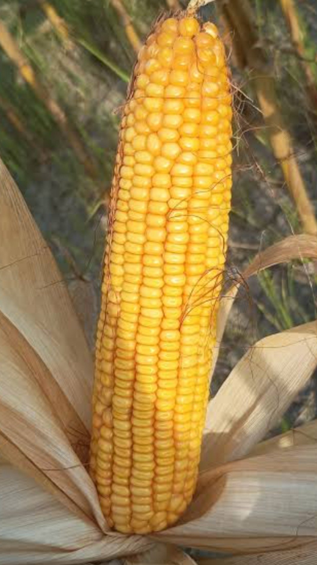 Maize